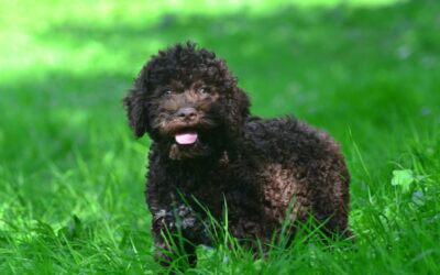 La cura del pelo nel Lagotto Romagnolo