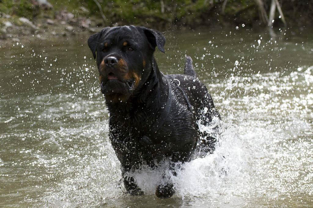 Max Rottweiler