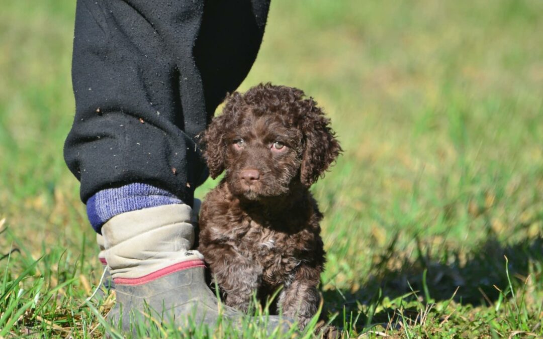 Perché scegliere un Lagotto Romagnolo?