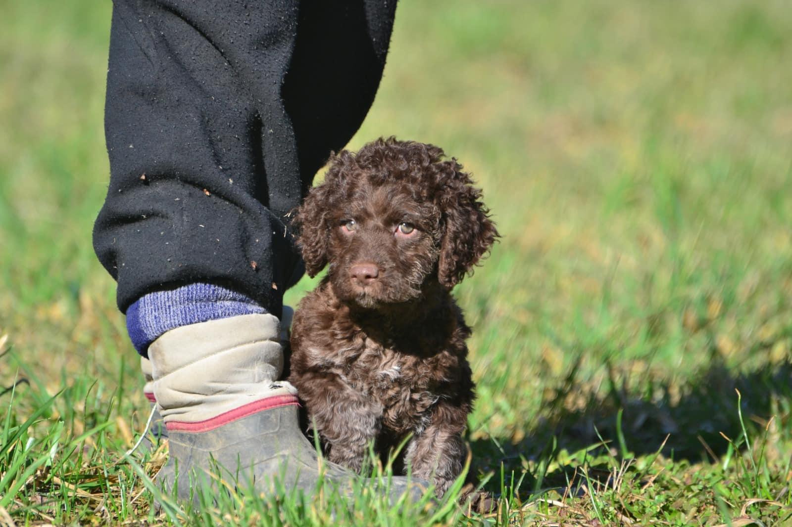 Cucciolo Lagotto