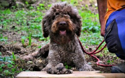 Come addestrare il tuo Lagotto Romagnolo alla ricerca del tartufo?